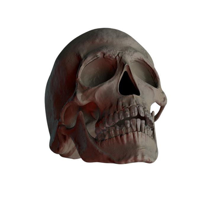 skull skull and crossbones bone
