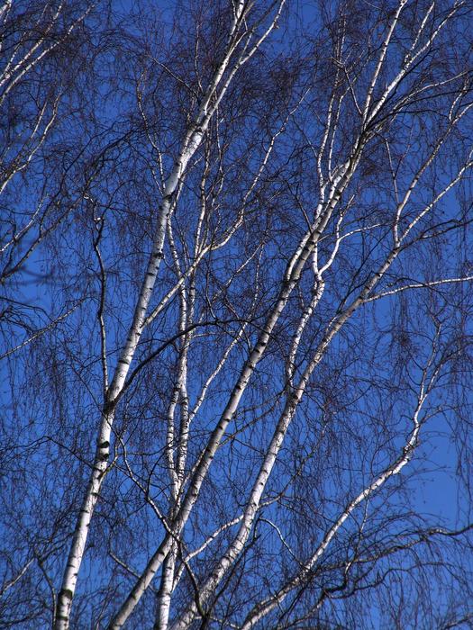 white tree against a blue sky