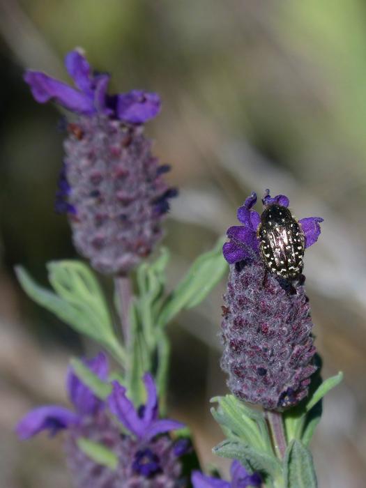 Oxythyrea Funesta on lavender close-up on blurred background
