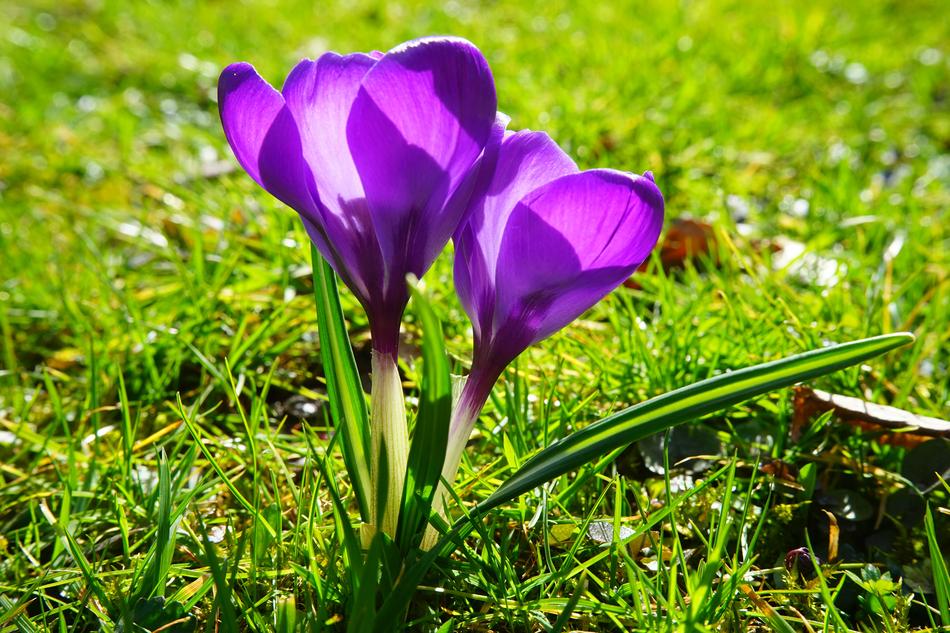 Crocus Flower on the grass in sunny spring