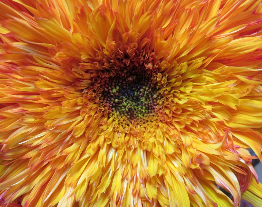 Sunflower Fancy Double Petal