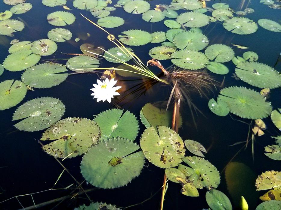 blooming lilies in the pond
