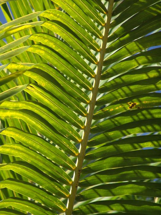 Palm Frond Leaf