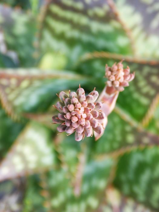Gross Floor Flower close-up in blurred background