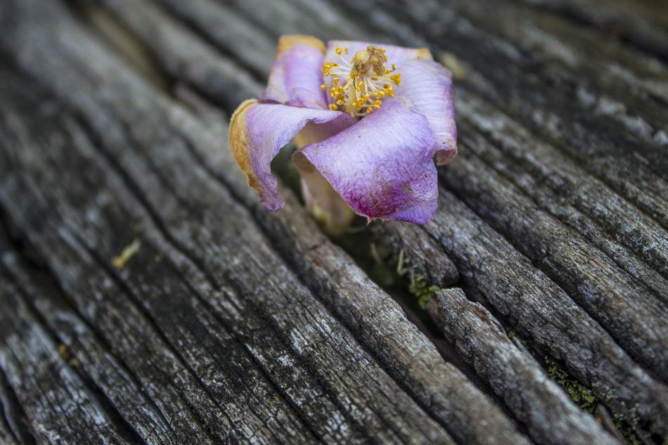 Flower Faded on Wood