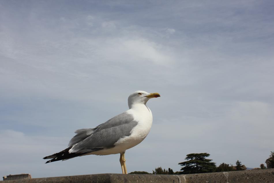 proud gull on a rock