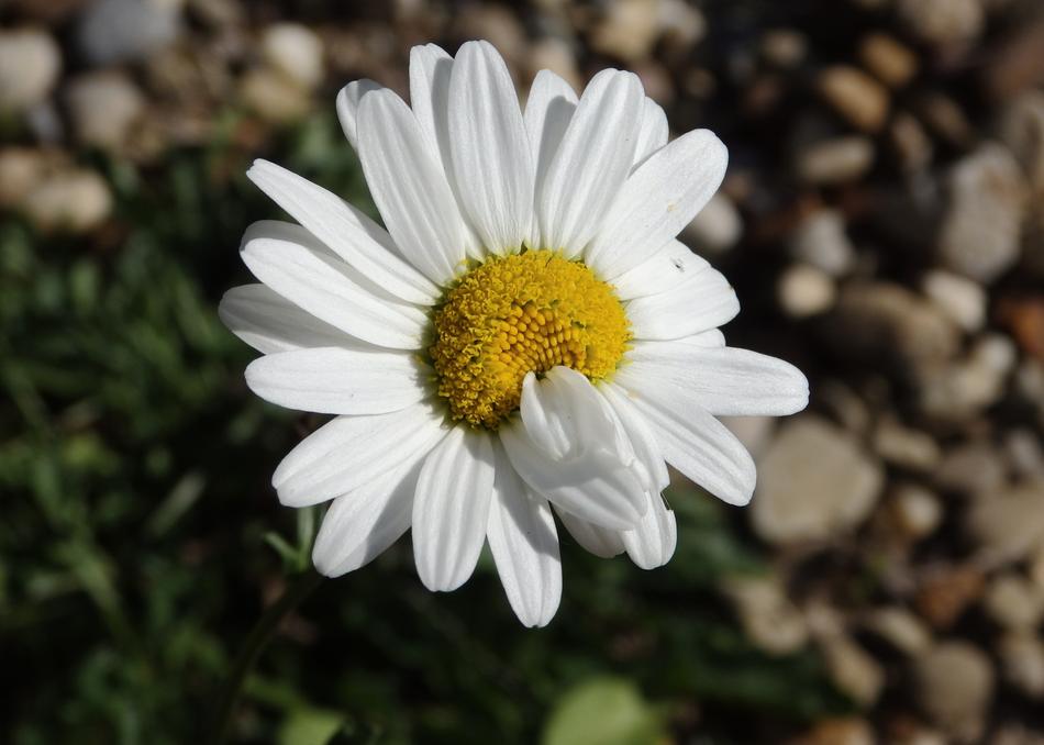 Daisy Mutant Mutated