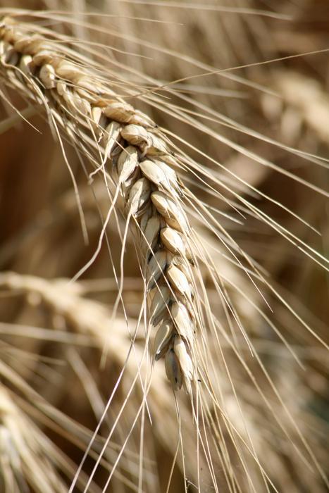 Fluffy wheat in the field