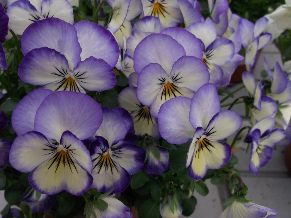 Violas Violet close-up