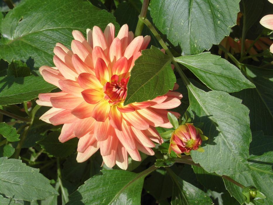 Fluffy beautiful flower in the garden