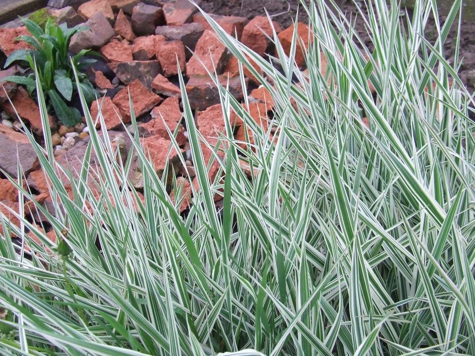 thorny herbs in the garden