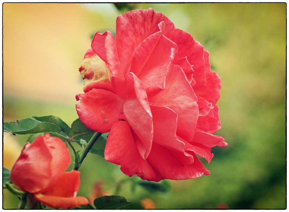 Rose Red Bloom