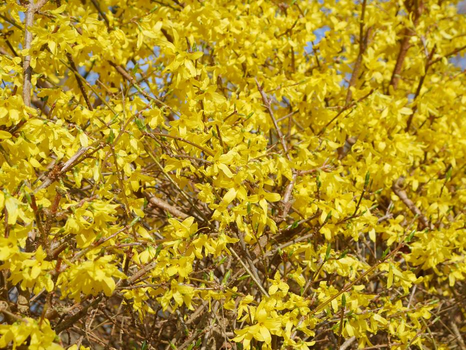 Broom Blossom close-up
