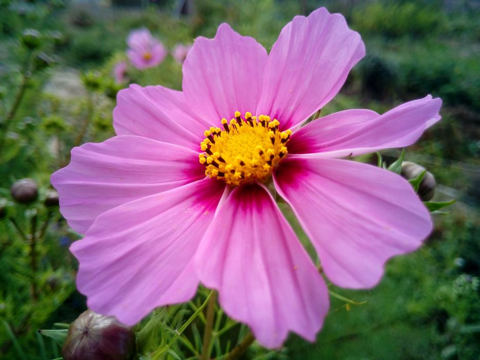 pink garden flower in blurred background
