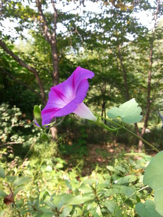 Morning Glory