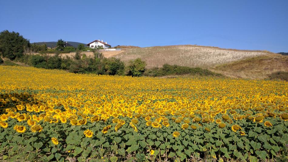 Sunflowers in bloom in the field