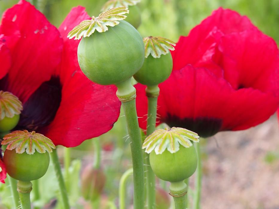 Red Poppy Poppyheads