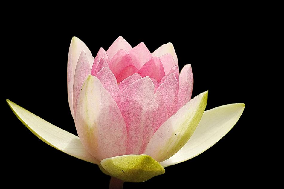 pink aquatic plant on black background