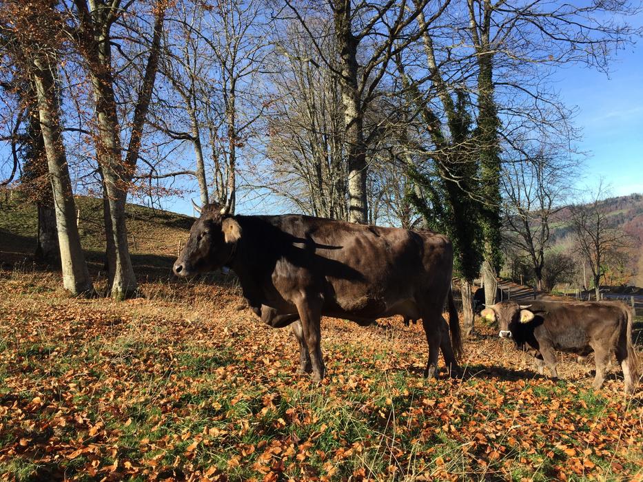 lonely black cow in the autumn forest