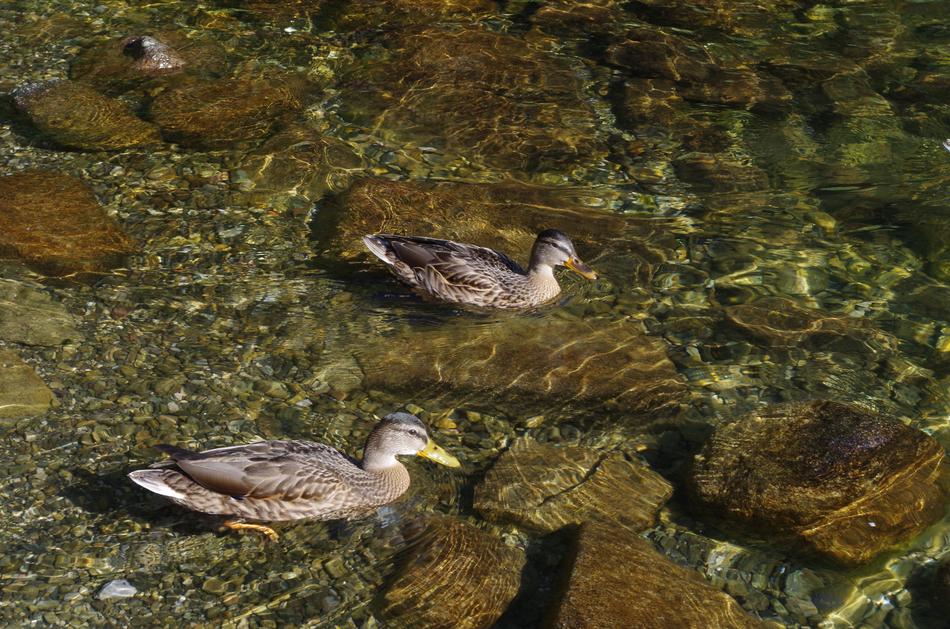 floating ducks in the lake among the rocks