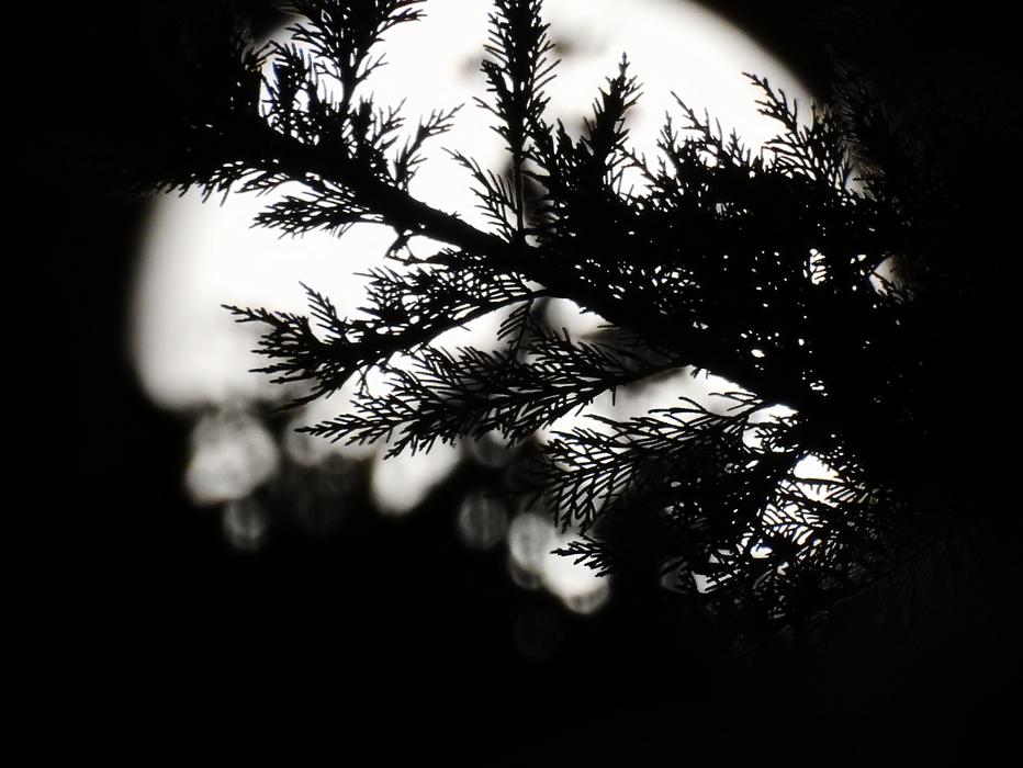 prickly tree branches against the moon