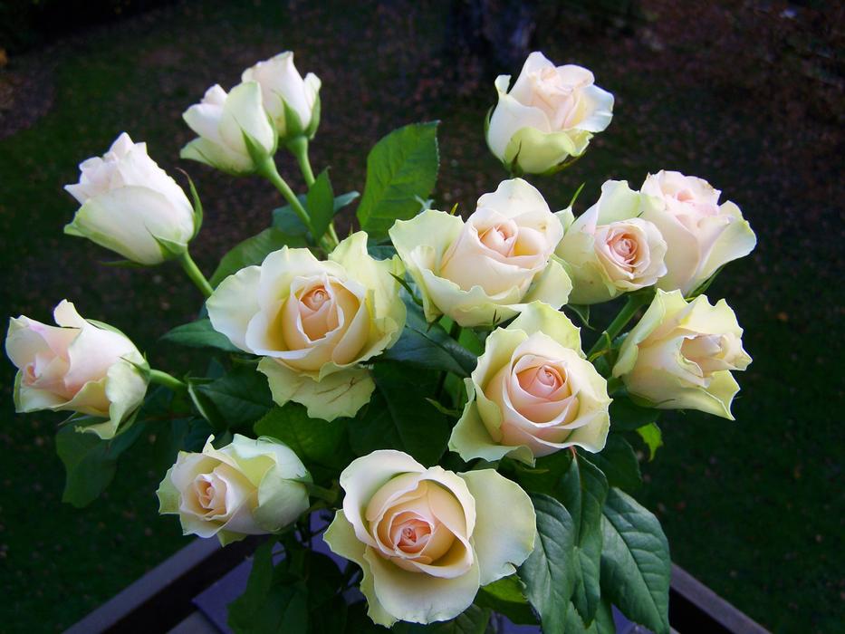 Rose Bouquet White-Pink Cut