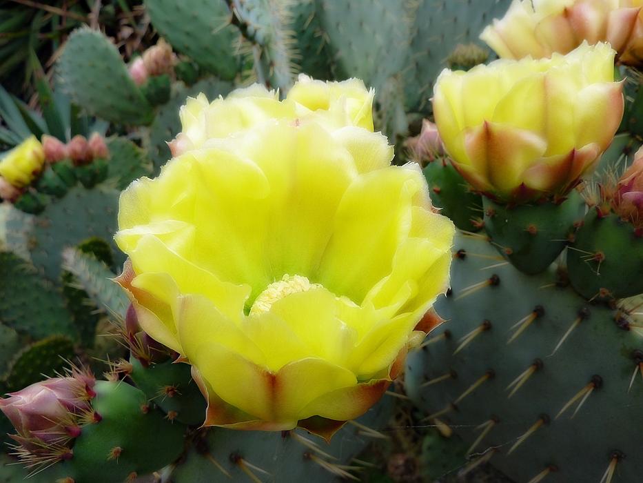 Flower Cactus Fig