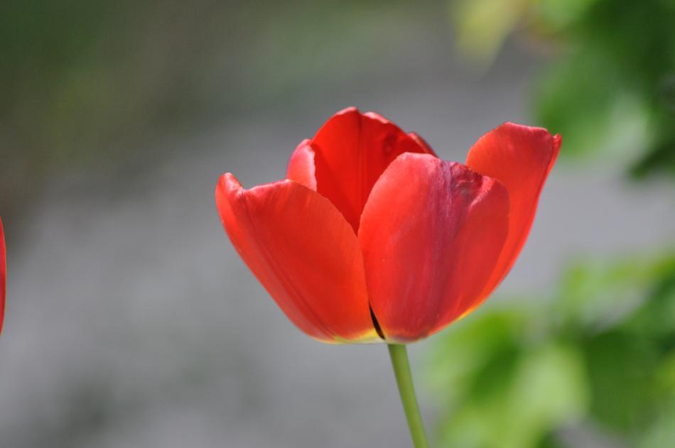 tulip, Red Flower at blur background