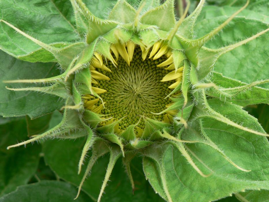 Sunflower Flower Mandala