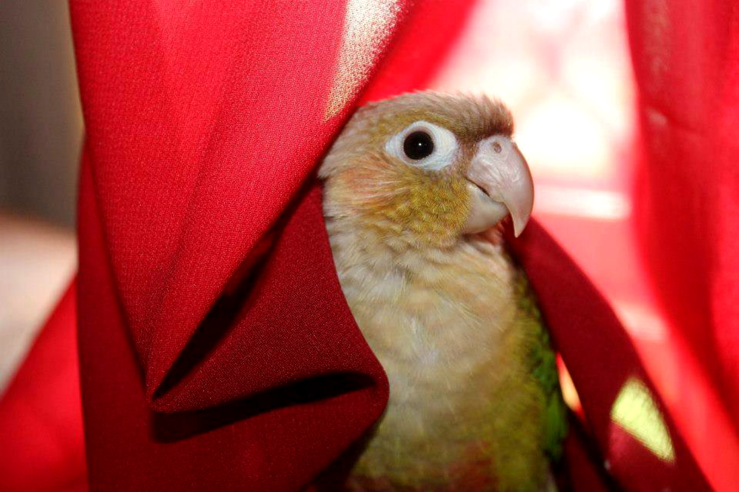 Peekaboo Cockatoo