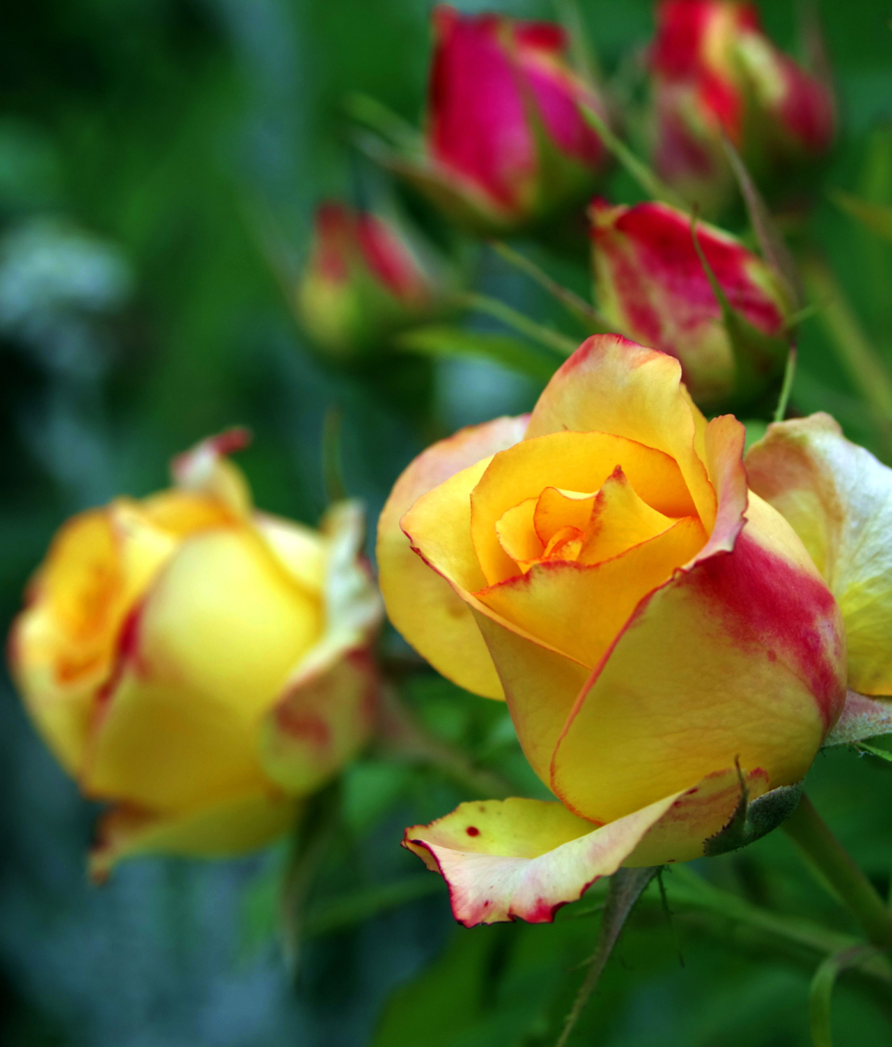 Чайная роза флорибунда