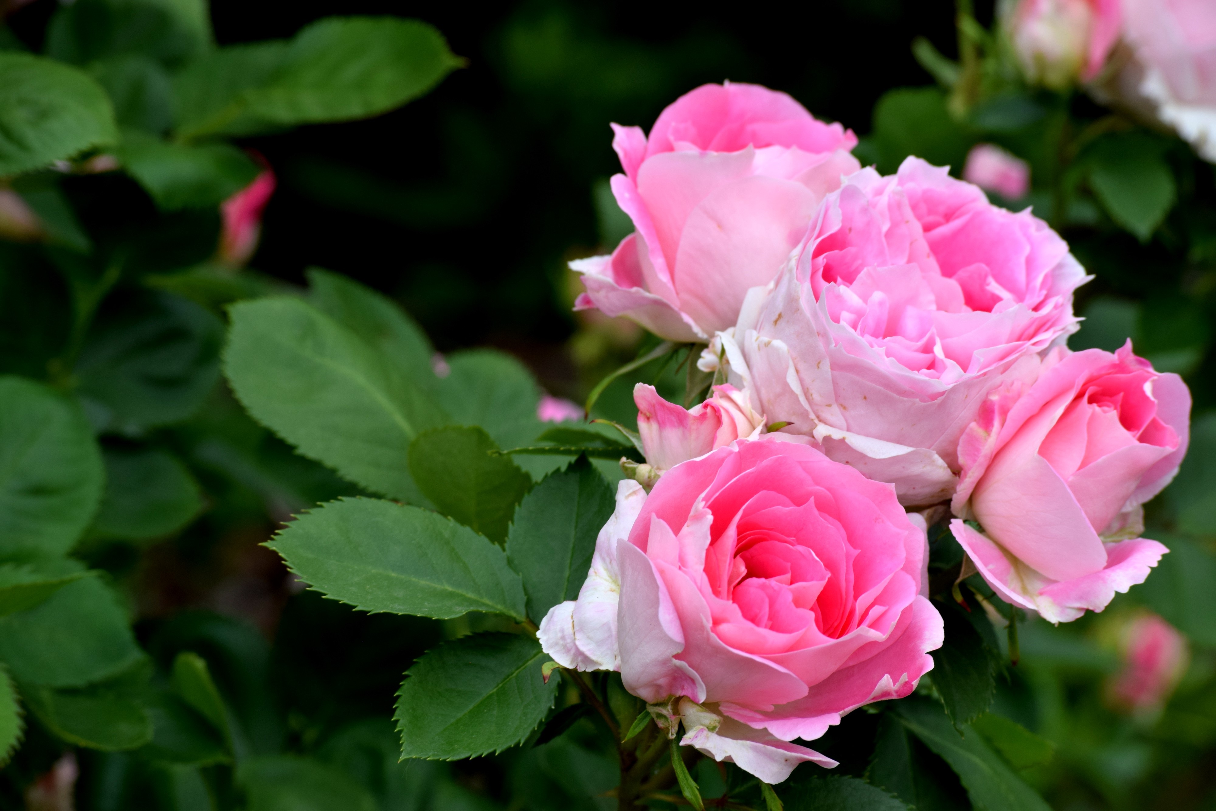 Pink Rose Bush free image download