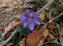 natural Purple Flowers in forest