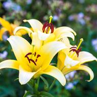 beautiful yellow lilies