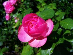 Rose Esocseppes Pink