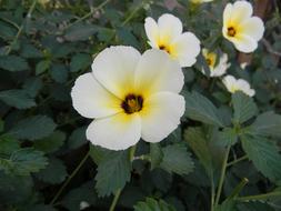 Ramgoat Dashalong Turnera Flowers