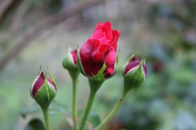 Rose Macro Close Up