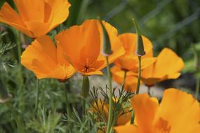 orange Poppy Flowers Blossom