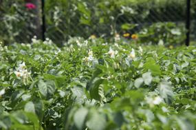 bed of blooming potatoes close-up