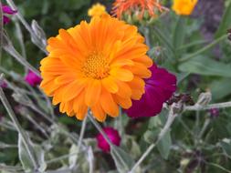 All Year Round Flower Bloom
