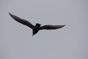 silhouette of a seagull in the sky