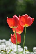 Red Poppy Flowers near lake
