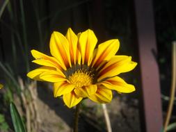 Daisy Yellow Flower in garden