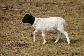 little goat with a black head