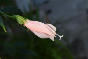 pink mallow bud on blurred background
