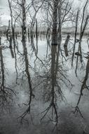Trees Lake Water
