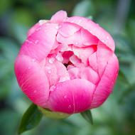 Flower The Peony Red