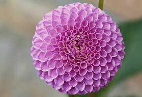 closeup picture of Dahlia Purple Garden Flower