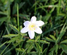 Anemone White Blossom Spring