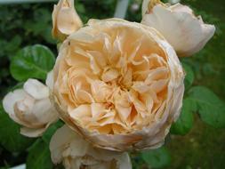 english Rose Blossom